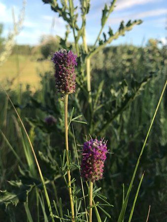 Little Mountain Park
